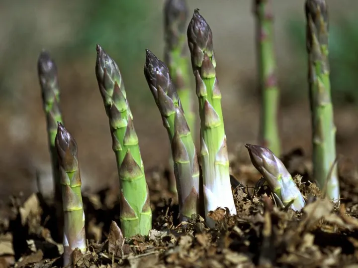 Global%20Asparagus%20Vegetable%20Seeds%20-%2015%20pcs%20Seeds%20-%20Image%204