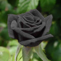 Black Rose Flowers seeds 16pics + Gift. 