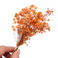 Small Natural Dried Flowers Bouquet Natural Dried Bouquets Fresh Dried Preserved Flowers Dry Flowers Press Home Wedding Decor. 