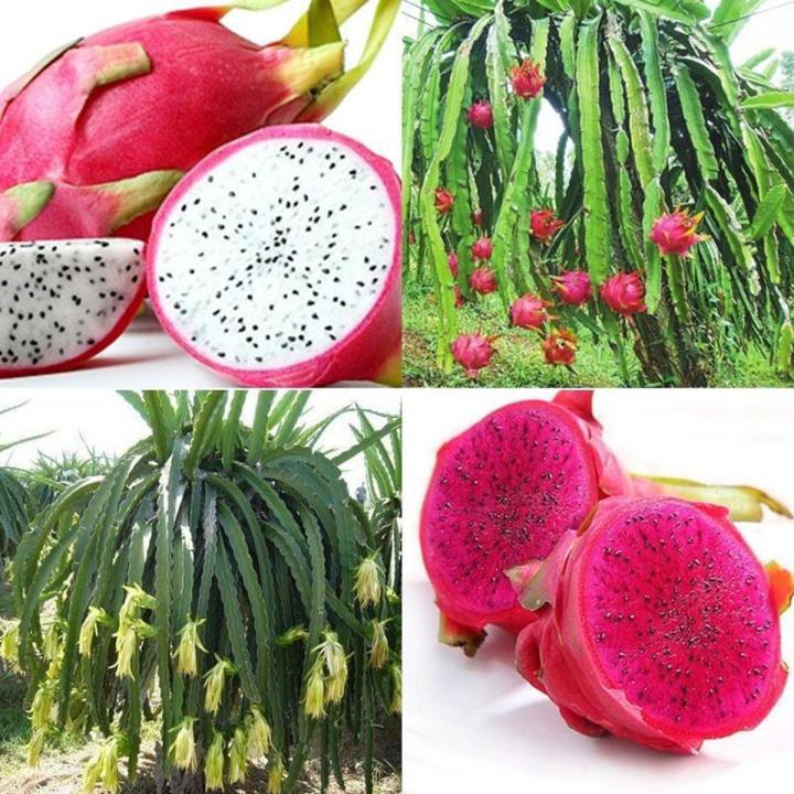 bonsai-pitaya-fruit-tree-plants-seed-25-pcs-seeds-daraz-bd