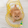 Spring Tunnel Multi-channel Interactive Foldable Indoor Portable Durable Foldable Tunnel for Indoor Use Play Pet Enrichment Feline Fun Entertainment.