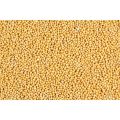 Yellow Sorisha  / Sorisa Dhana / Mustard Seeds ( White Mustard ) - 300gm. 