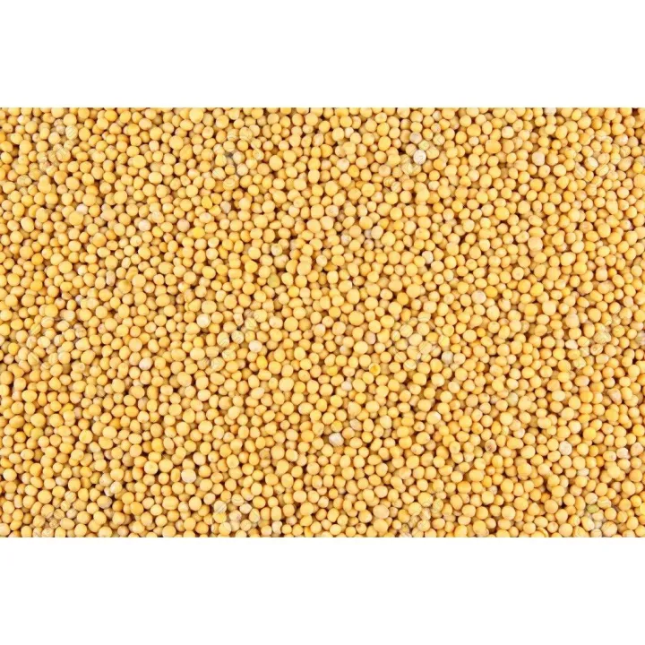 Yellow%20Sorisha%20%20/%20Sorisa%20Dhana%20/%20Mustard%20Seeds%20(%20White%20Mustard%20)%20-%20300gm%20-%20Image%205