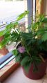 All Season Sensitive plant (Lojjaboti) Tree seeds 5 piece. + gift. 