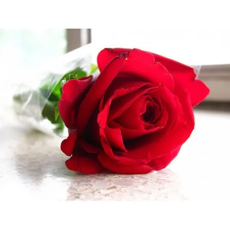 Rose%20Tree%20Rose-red%20Perenial%20Flower%20Seeds%20-%2030%20Pcs%20Seeds%20-%20Image%205