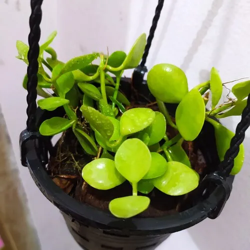 Green%20Leaf%20Semi%20Indoor%20Orchid%20Plant%20with%20Hanging%20Pot%20-%20Image%203