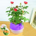 Rose Bonsai Miniature Rose bonsai A Little Cute Plants For Miniature Garden Plant Potted Gift Flower plant & seeds (বীজ). 