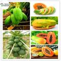 All Season Yellow Gold Papaya Seeds(হলুদ পেঁপে বীজ)- 5 Pcs Seeds.