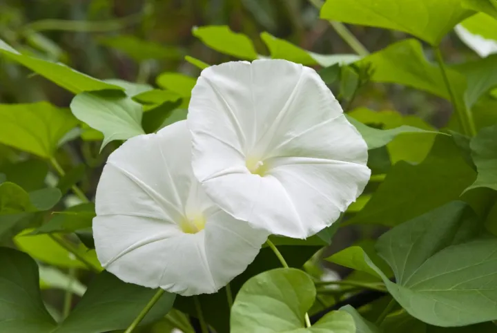 Moonflower%20Vinica%20Morning%20Glory%20-10+Seeds%20-%20Image%204