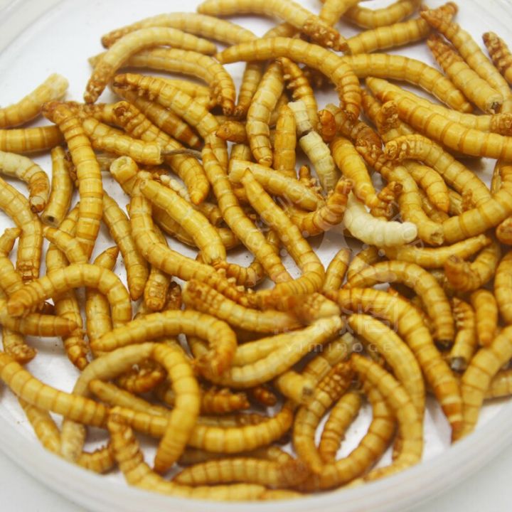 %E3%80%90Sooledead%E3%80%91%EF%BC%88NEW%EF%BC%8910g/50g%20Freeze-dried%20Mealworm%20Food%20Protein%20Farm%20Accessories%20Anthill%20Workshop%20Pet%20Hamster%20Fish%20Bird%20Snack%20Food%20-%20Image%202