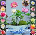 Mixed Bonsai Lotus Seeds - 5Pcs Seeds.