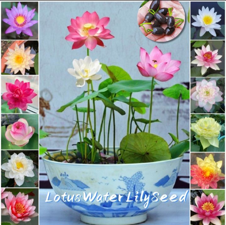 Mixed%20Bonsai%20Lotus%20Seeds%20-%205Pcs%20Seeds%20-%20Image%202