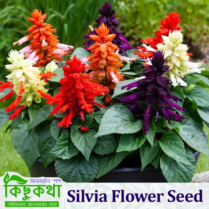 Silvia Flower Seed - 20+ pcs Seed Mixed Color - সিলভিয়া ফুলের বীজ ...