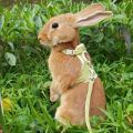 Newest Cute Rabbit Harness and Leash Set Bunny Pet Accessories Vest Harnesses Rabbit Leashes for Outdoor Walking Pets Supplies. 