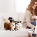 【Free shipping】 Home Ornement Gift For Girl Birthday tuffed Life Cat Pluh imulation American horthair Cute Cat Doll Pet. 