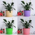 Colorful Flower Pots 3 Inchi(7.5cm) 5 pcs with nice tray. 