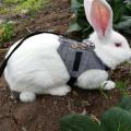 Soft Rabbit Breathable Harness with Leash Gentlemanly Style.