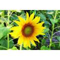 Sunflower Bonsai Seeds (সূর্যমুখী ফুল বীজ) - 20 Pcs Seeds. 