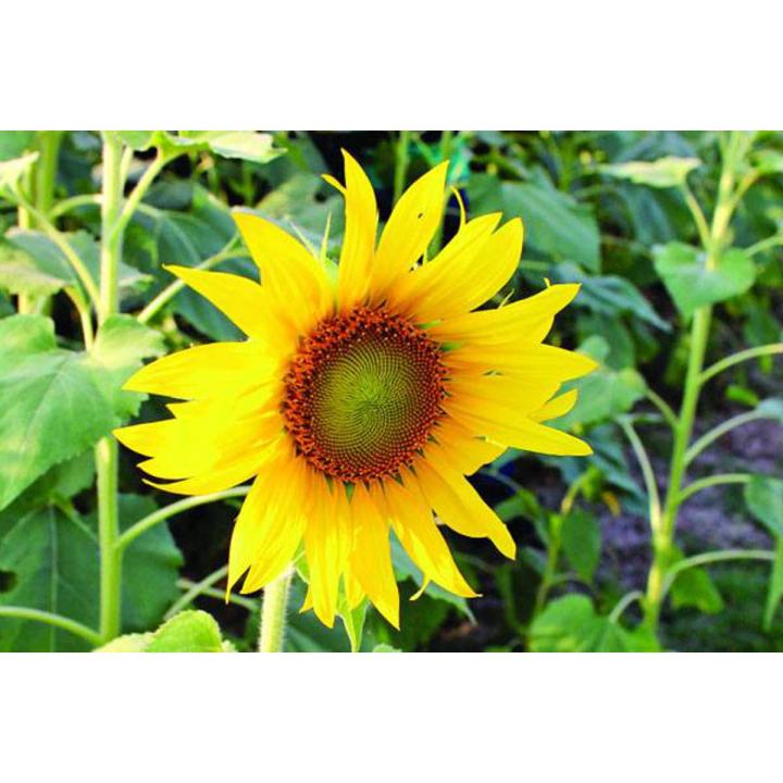 Sunflower Bonsai Seeds (সূর্যমুখী ফুল বীজ) - 20 Pcs Seeds