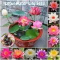 5pcs /bag Mix Colour Lotus Water Lily Seed Real Bowl Lotus Seed Water Lily Plant Seeds.