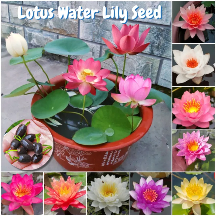 5pcs%20/bag%20Mix%20Colour%20Lotus%20Water%20Lily%20Seed%20Real%20Bowl%20Lotus%20Seed%20Water%20Lily%20Plant%20Seeds%20-%20Image%203