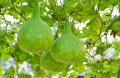 Hybrid Round Bottle Gourd/ Lau Seeds Re-packed-10 pc Seeds + Gift. 