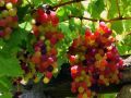 Rare Mix Multi Colour Grape Seeds -20 Pcs Seeds.