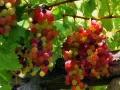 All Season Rare Mix Grape Seeds -20 Pcs Seeds. 