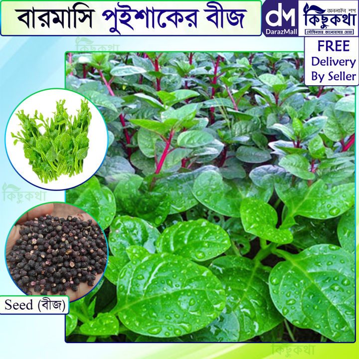 (Free Delivery) পুইশাকের বিজ / Pui Sak Seed - 08/20/50/100 gram Seed All Season Hybrid- SOF