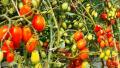 Hybrid Cherry tomato seeds 30 pice+gift. 
