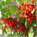200 Pcs/Bag Goji Berry Plants (Wolfberry ). 