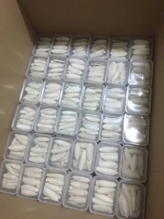 Cuttlefish%20Bone%20for%20Birds%20Cuttle%20Fish%20Bone%20Cuttle%20Bone%20for%20All%20Birds%20--%20500g%20-%20Image%203