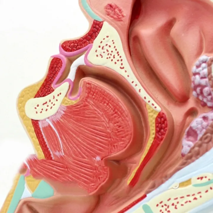 2020%20Hot%20Deals%202%20Pcs%20Human%20Anatomical%20Nasal%20Cavity%20Throat%20Anatomy%20Medical%20Model%20for%20Science%20Classroom%20Study%20Display%20Teaching%20Medical%20Model%201.5%20Times%20Human%20Ear%20Anatomy%20Model%20-%20Image%207