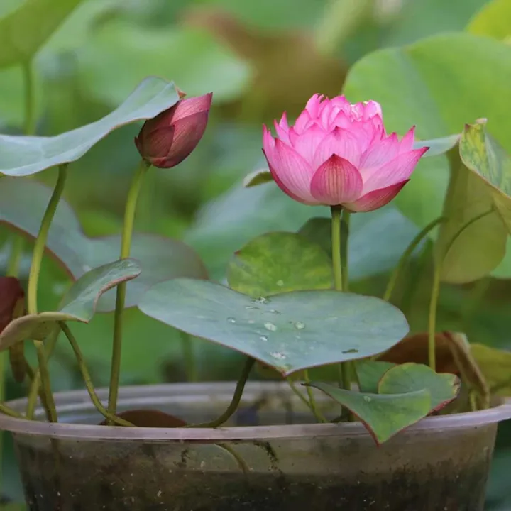 Highly%20Vital%20-%20Opulence%20at%20Its%20Best%20-%20Poddo%20flower%205%20picet,%20Jol%20Poddo%20Ful%20/%20Lotus%20Flower%20Seeds%20-%20Tools,%20DIY%20&%20Outdoor%20-%20Must%20Have%20-%20Image%203