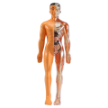 3D Human Body Anatomy Model Plastic DIY Skeleton Science Aids Toys. 