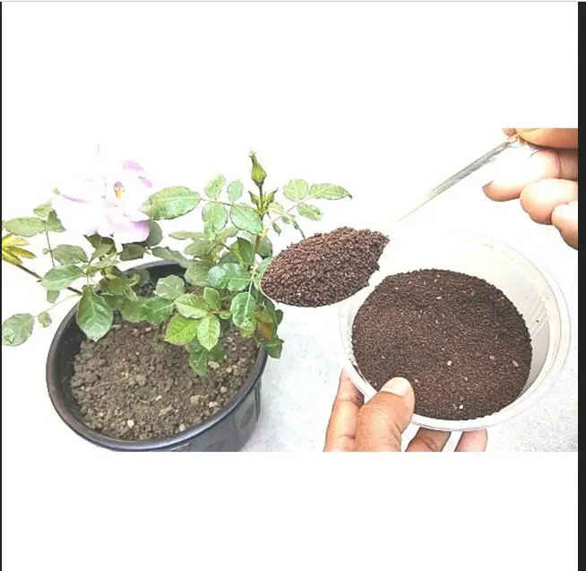 Vermicompost-Organic%20fertilizer%201%20kg%20-%20Image%204