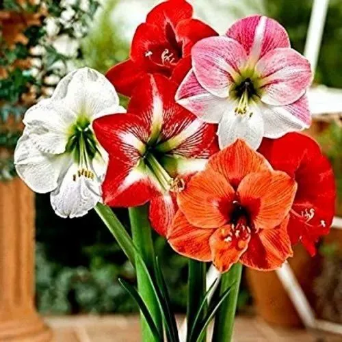 Amaryllis%20Lily%20Flower%20-%2001/02/03%20pcs%20Mature%20Bulb%20-%20%20%E0%A6%AE%E0%A6%BF%E0%A6%95%E0%A7%8D%E0%A6%B8%E0%A6%A1%20%E0%A6%95%E0%A6%BE%E0%A6%B2%E0%A6%BE%E0%A6%B0%20%20%E0%A6%8F%E0%A6%AE%E0%A6%BE%E0%A6%B0%E0%A6%BF%E0%A6%B2%E0%A6%BF%E0%A6%B8%20%E0%A6%AB%E0%A7%81%E0%A6%B2%E0%A7%87%E0%A6%B0%20%E0%A6%AE%E0%A7%8D%E0%A6%AF%E0%A6%BE%E0%A6%9A%E0%A6%BF%E0%A6%89%E0%A6%B0%E0%A6%A1%20%E0%A6%AC%E0%A6%BE%E0%A6%B2%E0%A7%8D%E0%A6%AC%20%E0%A6%AC%E0%A6%BE%20%E0%A6%95%E0%A6%A8%E0%A7%8D%E0%A6%A6%20-%20%E0%A7%A6%E0%A7%A7/%E0%A7%A6%E0%A7%A8/%E0%A7%A6%E0%A7%A9%20%E0%A6%AA%E0%A6%BF%E0%A6%9A%20-%20Image%205