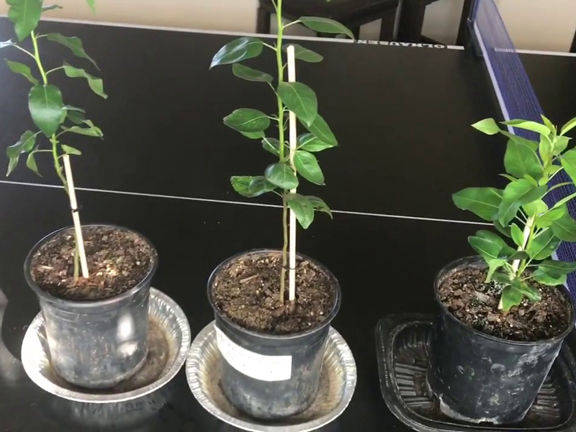 Pomegranate%20Tree%20Seeds%20-20%20pcs%20%20(Imported%20Global%20Seeds)%20-%20Image%202