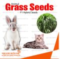 Grass Seeds for Cat & Rabbit 1gm Re-Pack. 