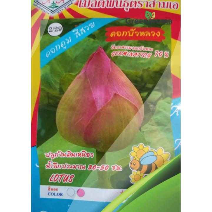 RED LOTUS FLOWER SEEDS,