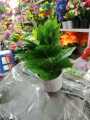 Artificial Bonsai Tree with Pot, 9.8 Inch Plastic Home Decoration Flower, Non-Toxic, Durable.