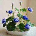 Exceptional Quality - Sholdnat 5 Piece Seed Dwarf Padma Flower Mixed Color Small Water Lily Flower Seed Aquatic Plant - Sustainable Option.