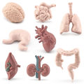 8pcs Simulation Human Body Organ Model Brain Heart Lung Liver Stomach Kidney Science Educational Toys Teaching Aids. 