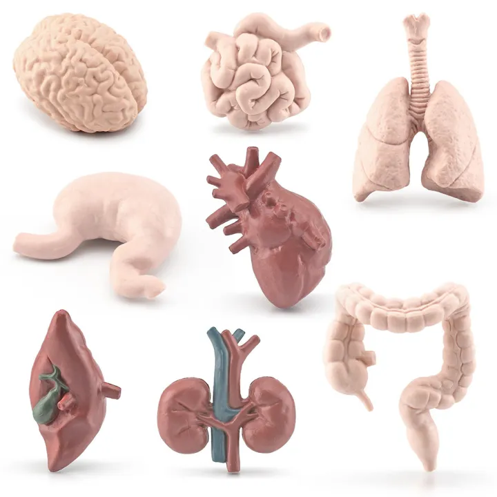 8pcs%20Simulation%20Human%20Body%20Organ%20Model%20Brain%20Heart%20Lung%20Liver%20Stomach%20Kidney%20Science%20Educational%20Toys%20Teaching%20Aids%20-%20Image%206