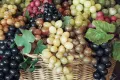 All Season Rare Mix Grape Seeds -20 Pcs Seeds. 