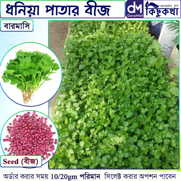Dhonia (ধনিয়া পাতা ) - 10/20 gm Seed Pack Hybrid All Season - সারা বছর চাষযোগ্য ধনেপাতার বীজ