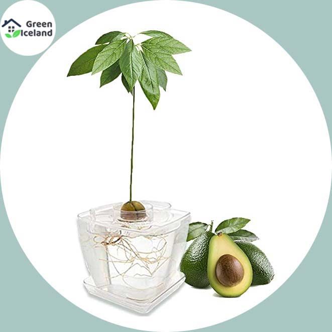 Natural%20Avocado%20Seeds%20-%205%20Pcs%20Seeds%20-%20Image%203