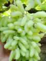 10 Pcs/bag Very Rare Long Green Grape Organic Heirloom Fruit Natural Grapes Seeds Pot/Terrace For Home Garden (বীজ). 