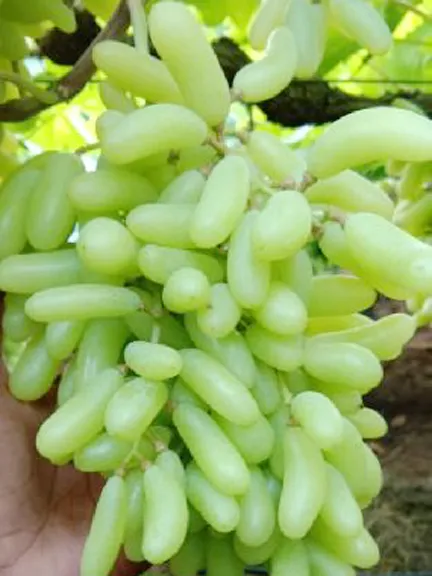 10%20Pcs/bag%20Very%20Rare%20Long%20Green%20Grape%20Organic%20Heirloom%20Fruit%20Natural%20Grapes%20Seeds%20Pot/Terrace%20For%20Home%20Garden%20(%E0%A6%AC%E0%A7%80%E0%A6%9C)%20-%20Image%203