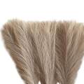 3Pcs Dried Pampas Grass Flower Arrangement Phragmites Reed Flower for Wedding Farmhouse Decor. 